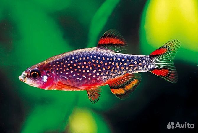 Микрорасбора галлактика