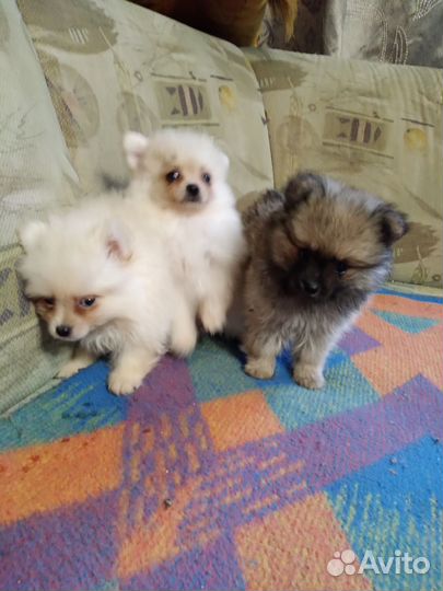 Щенки шпица мини