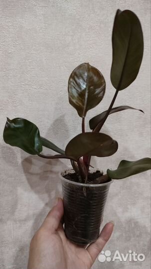 Филодендрон Блэк Кардинал сплеш