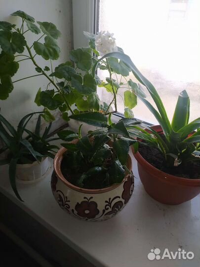 Комнатные цветы