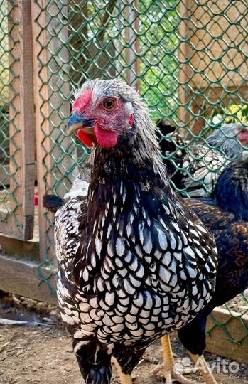 Куры цыплята