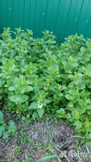 Малина -клён, мята,мелисса, кустики спиреи