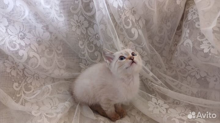 Тайский котёнок