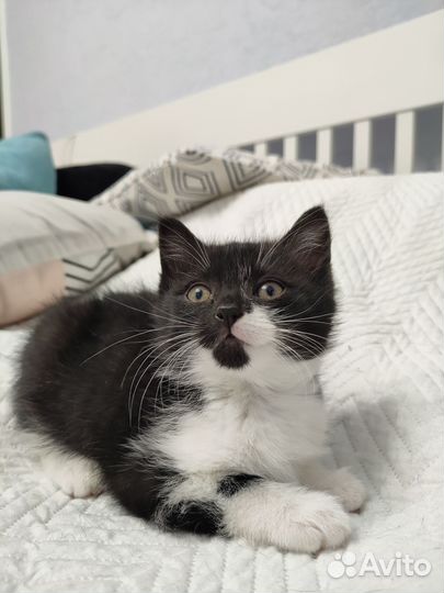 Кошка котенок в добрые руки