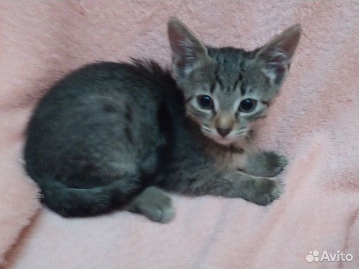 Европейские котята