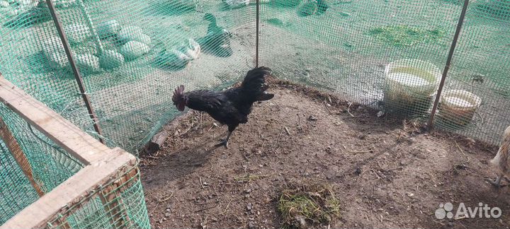 Петухи ухейилюй и лакеданзи