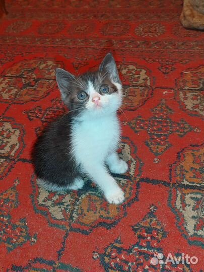 Кошка в дар