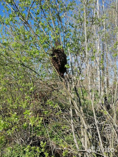 Среднерусские пчелы