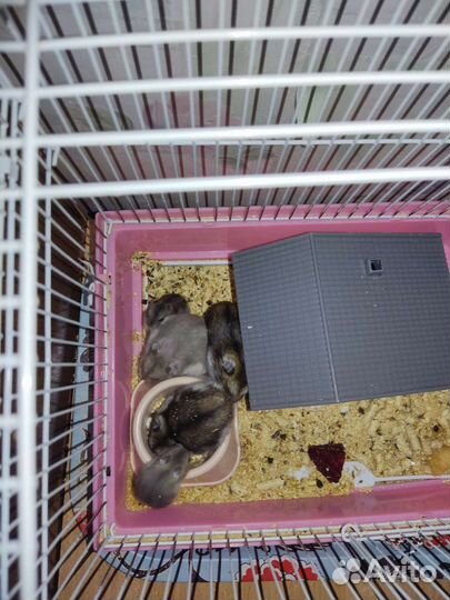 Джунгарский хомяк