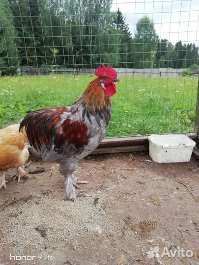 Молодые петухи