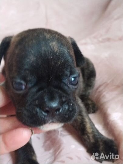 Мальчик тигровый