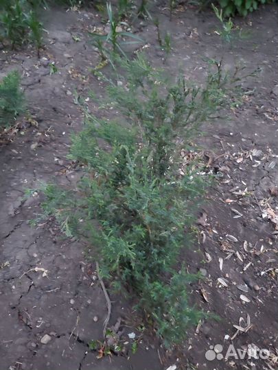 Можжевельник