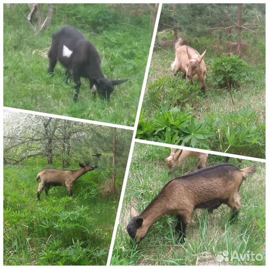 Дойные козы, козлята