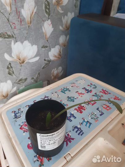 Гиппиаструм