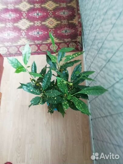 Кротон