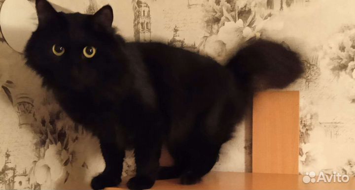 Кот
