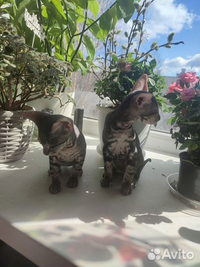 Донской сфинкс котята