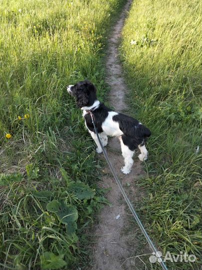 Собака для вязки