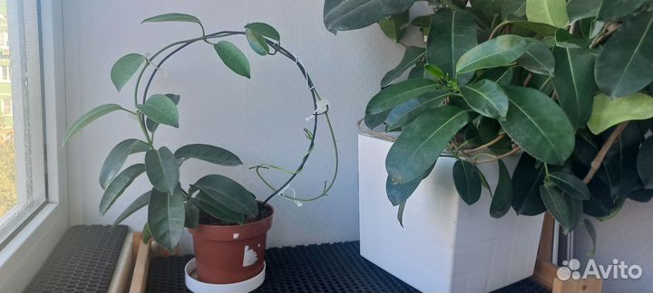 Стефанотис