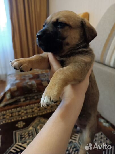 Щенки в добрые руки