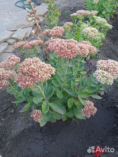 Дубки,бадан