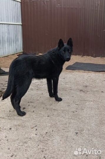 Собака бесплатно