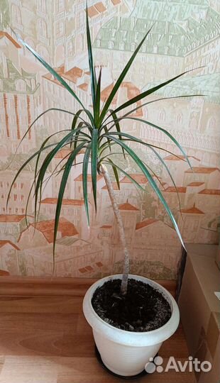 Пальма драцена Маргината с горшком