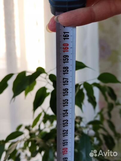 Фикус бенджамина большой