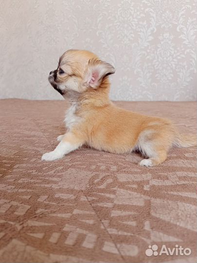 Чихуахуа мини девочка