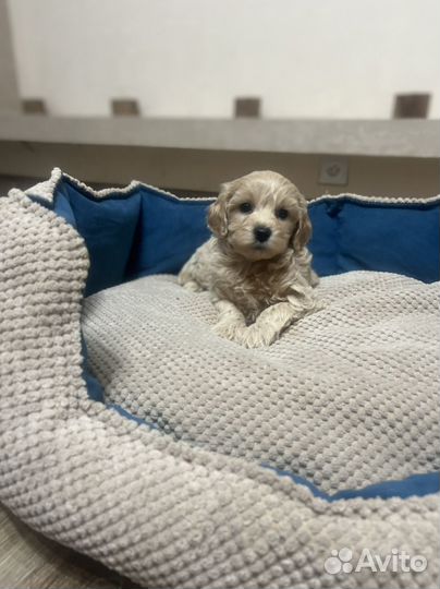 Малыши Мальтипу