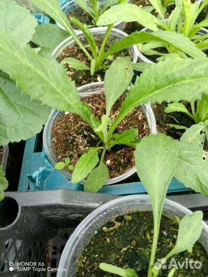 Цветы садовые многолетние