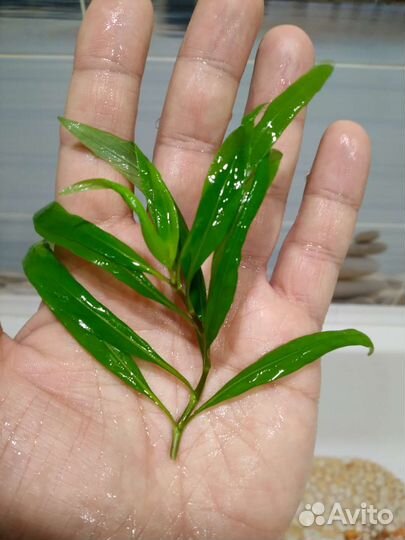 Аквариумные растения