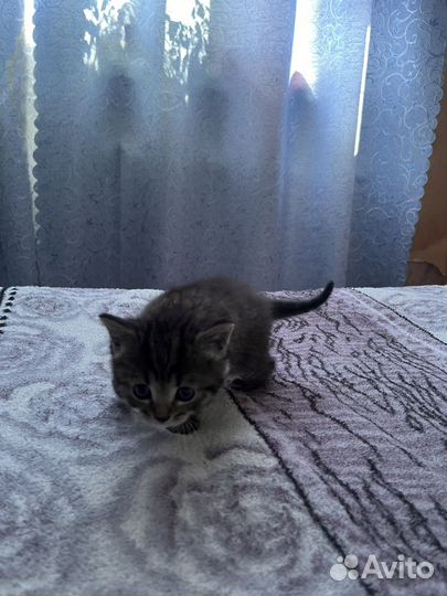 Три кота в добрые руки