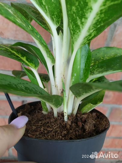 Аглаонема лимон минт