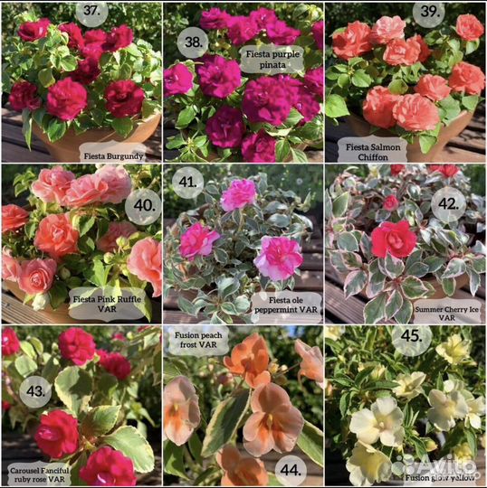 Махровые бальзамины