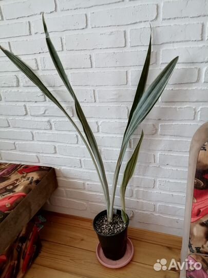 Сансивиерия Монолин Металлика