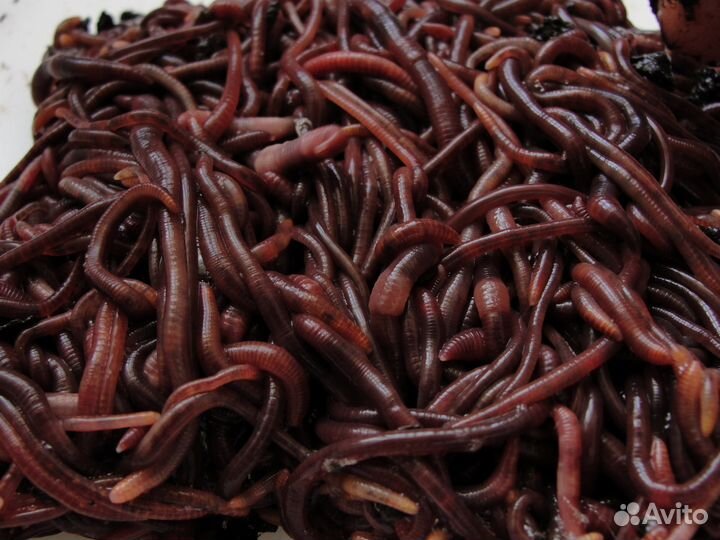 Черви Старатель, Калифорнийские черви