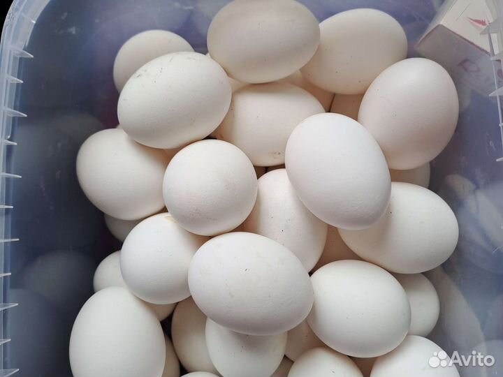 Инкубационное яйцо легорн