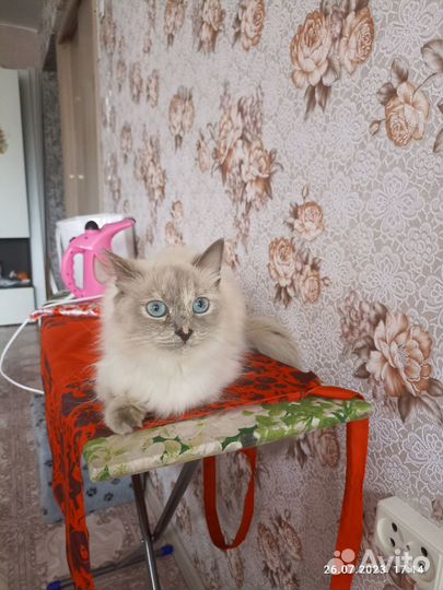 Кошечка ищет жениха