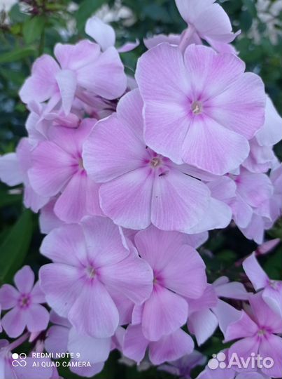 Цветущие многолетники