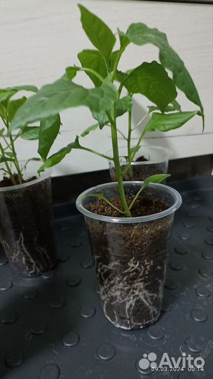 Рассада перца колокольчик