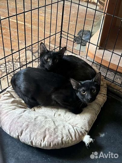 Спасены с улицы