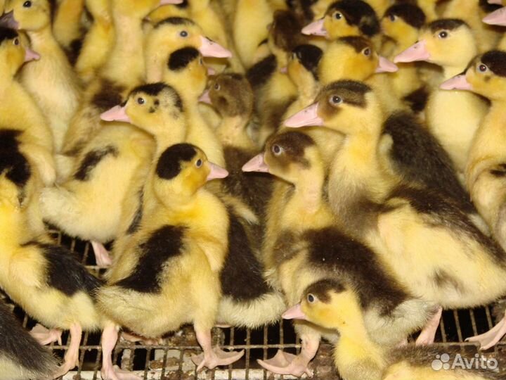 Французский королевский мулард 1-3 недельные