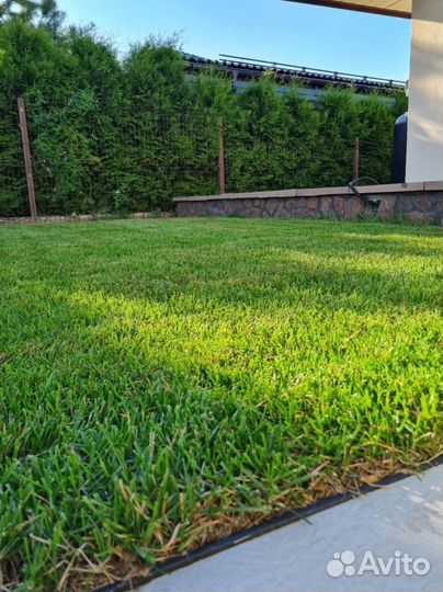 Рулонный газон от производителя