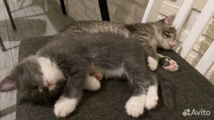 Котята в ответсвенные руки