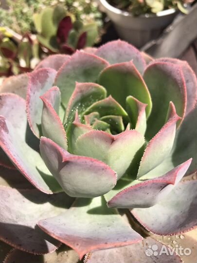 Эониум aeonium davidbramwellii