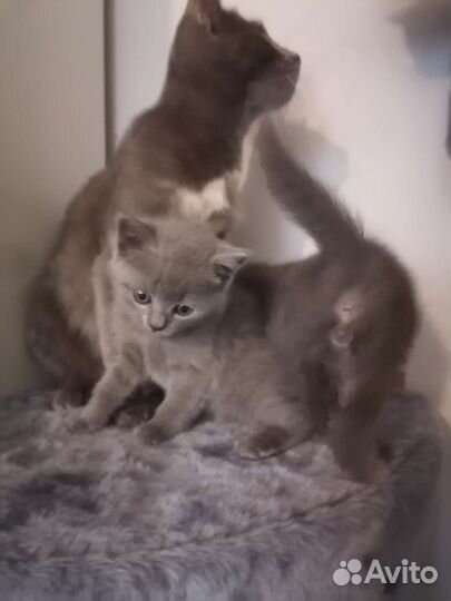 Британские котята