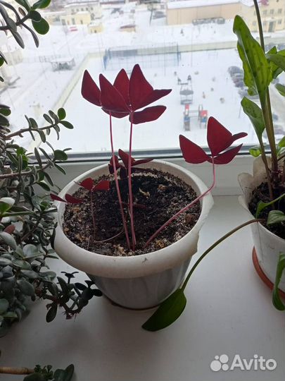 Продам цветы комнатные