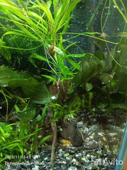 Сомики анциструсы