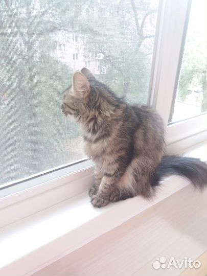 Кошки в добрые руки